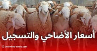 الكشف الرسمي عن أسعار الأضاحي المستوردة وطريقة التسجيل