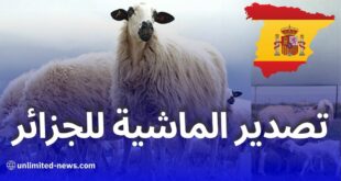 منظمة إسبانية تطالب بتسريع تصدير الأغنام إلى الجزائر قبل عيد الأضحى