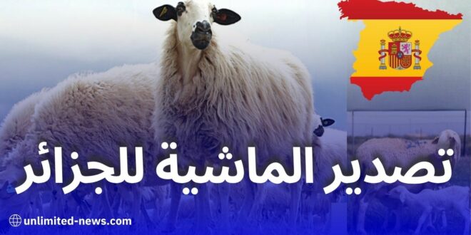 منظمة إسبانية تطالب بتسريع تصدير الأغنام إلى الجزائر قبل عيد الأضحى