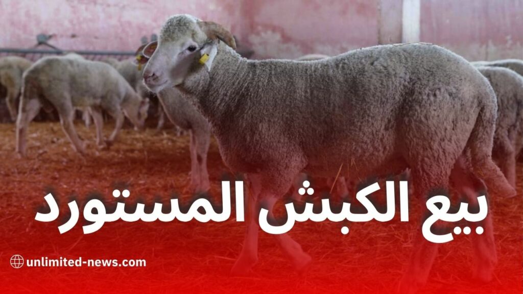 الكباش المستوردة في الجزائر 2025: كيف تشتري، أماكن البيع في 58 ولاية، وطريقة الدفع