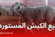 الكباش المستوردة في الجزائر 2025: كيف تشتري، أماكن البيع في 58 ولاية، وطريقة الدفع