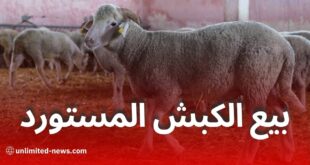 الكباش المستوردة في الجزائر 2025: كيف تشتري، أماكن البيع في 58 ولاية، وطريقة الدفع