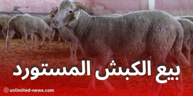 الكباش المستوردة في الجزائر 2025: كيف تشتري، أماكن البيع في 58 ولاية، وطريقة الدفع