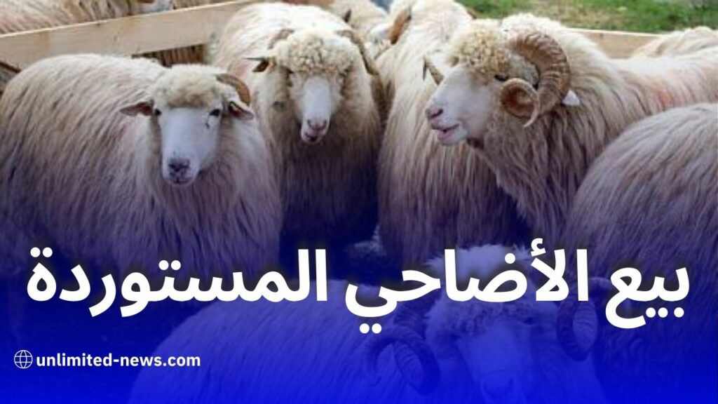 انطلاق بيع الأضاحي المستوردة في الجزائر وسط تنظيم محكم وإقبال كبير