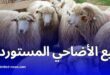 انطلاق بيع الأضاحي المستوردة في الجزائر وسط تنظيم محكم وإقبال كبير