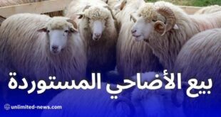 انطلاق بيع الأضاحي المستوردة في الجزائر وسط تنظيم محكم وإقبال كبير
