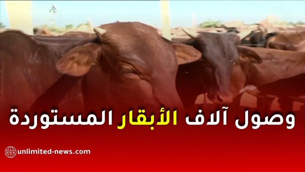 وصول آلاف الأبقار المستوردة من النيجر لتعزيز تموين السوق باللحوم الحمراء الطازجة
