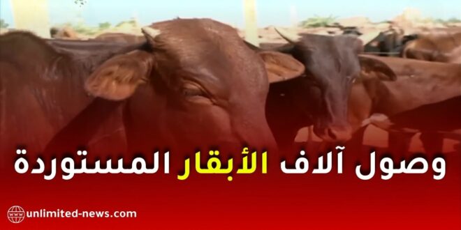 وصول آلاف الأبقار المستوردة من النيجر لتعزيز تموين السوق باللحوم الحمراء الطازجة