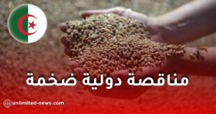 الجزائر تعزز مخزونها من القمح الصلد عبر مناقصة دولية ضخمة