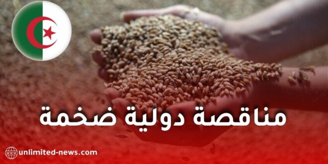 الجزائر تعزز مخزونها من القمح الصلد عبر مناقصة دولية ضخمة