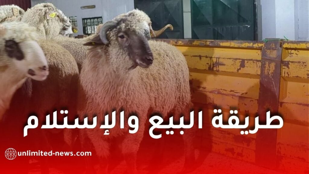 بيع واستلام الأضاحي المستوردة في الجزائر: تفاصيل جديدة حول التسجيل والدفع وموعد الاستلام