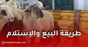 بيع واستلام الأضاحي المستوردة في الجزائر: تفاصيل جديدة حول التسجيل والدفع وموعد الاستلام