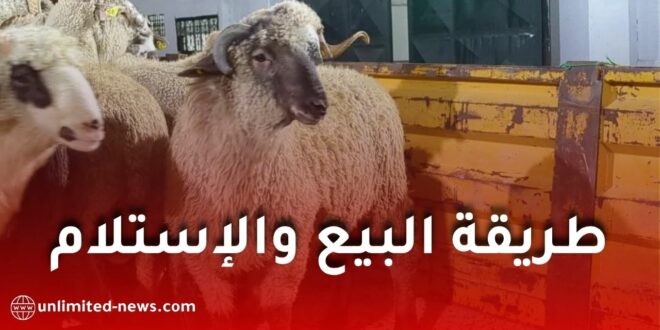 بيع واستلام الأضاحي المستوردة في الجزائر: تفاصيل جديدة حول التسجيل والدفع وموعد الاستلام