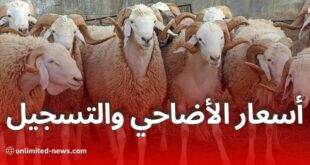 أسعار الأضاحي المستوردة في الجزائر 2026 عبر منصة adhahi.dz