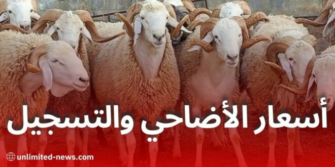 أسعار الأضاحي المستوردة في الجزائر 2026 عبر منصة adhahi.dz.. تفاصيل كاملة وطرق الدفع