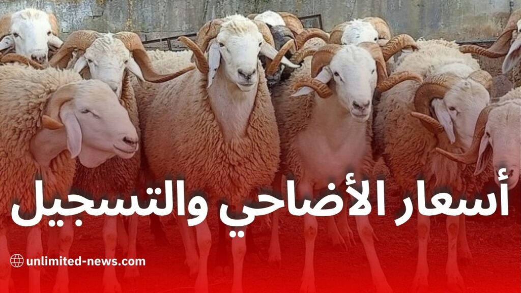 أسعار الأضاحي المستوردة في الجزائر 2026 عبر منصة adhahi.dz