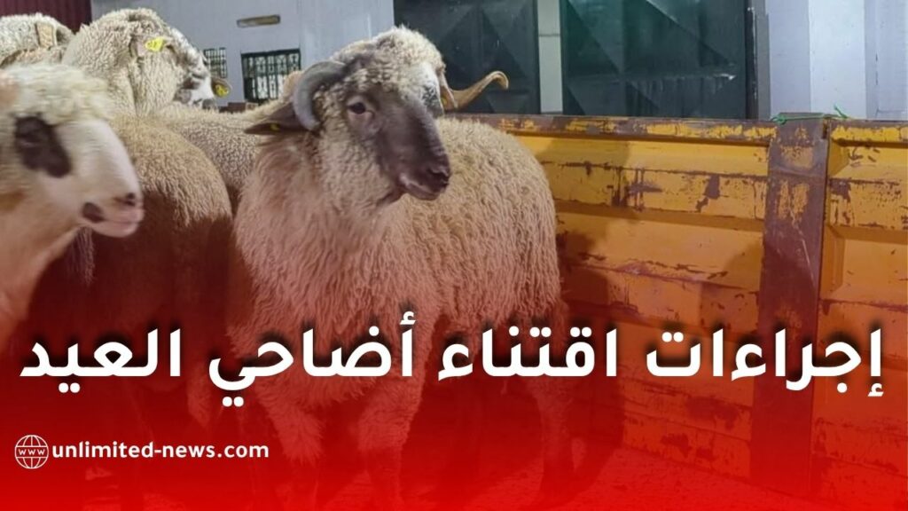 وزارة الفلاحة تكشف طريقة شراء أضاحي العيد عبر منصة adhahi.dz وخطوات التسجيل والدفع بالتفصيل