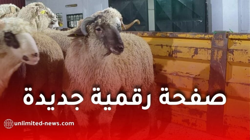 وزارة الفلاحة تطلق صفحة رقمية جديدة ضمن منصة “أضاحي” لمتابعة توفر الأغنام المستوردة