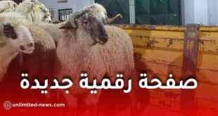 وزارة الفلاحة تطلق صفحة رقمية جديدة ضمن منصة “أضاحي” لمتابعة توفر الأغنام المستوردة