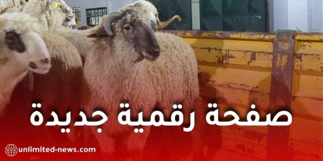 وزارة الفلاحة تطلق صفحة رقمية جديدة ضمن منصة “أضاحي” لمتابعة توفر الأغنام المستوردة