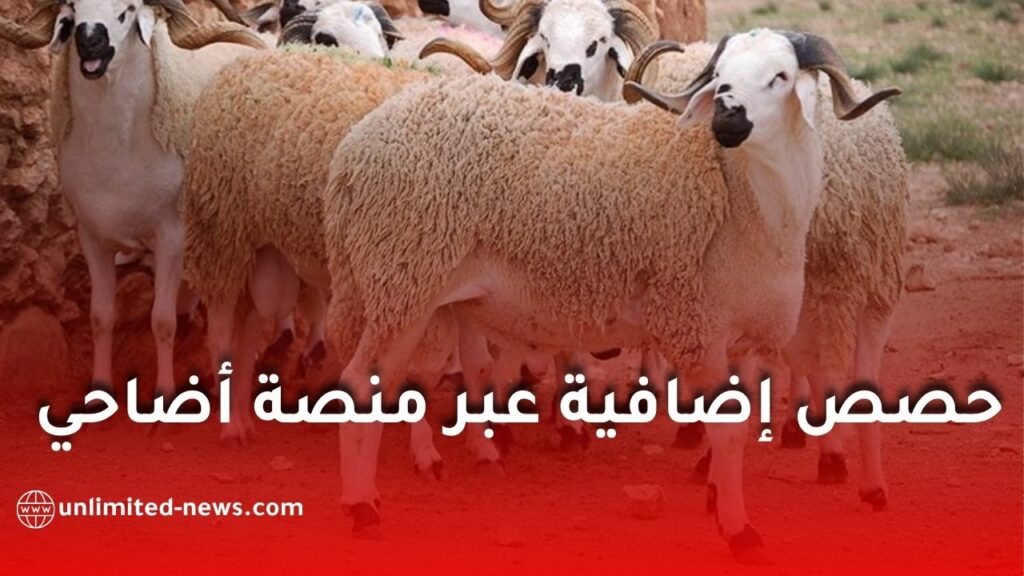 فتح حصص إضافية من الأضاحي عبر منصة “أضاحي” في الجزائر استجابة للطلب المتزايد