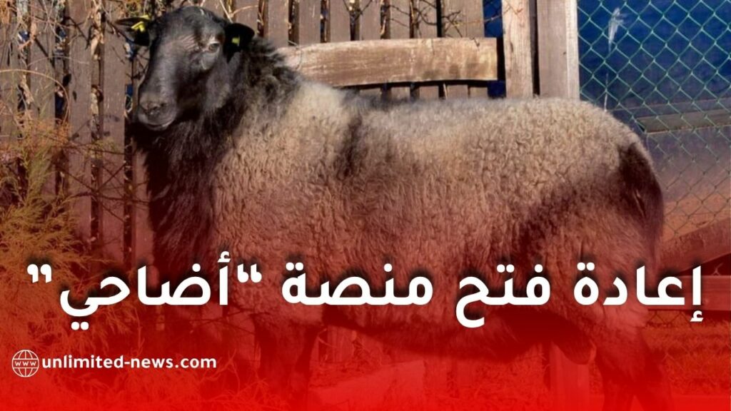 إمكانية إعادة فتح منصة “أضاحي” في الجزائر.. وزارة الفلاحة توضح الشروط والقيود