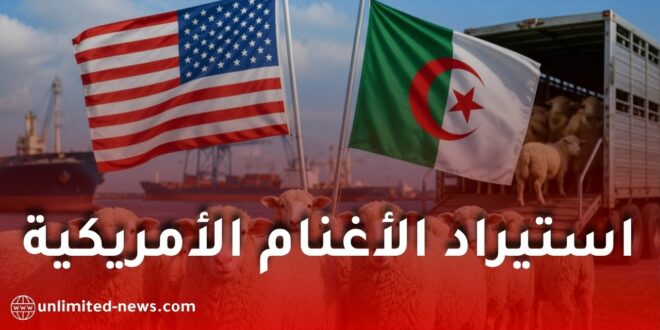 الجزائر تفتح سوقها أمام استيراد الأغنام الأمريكية